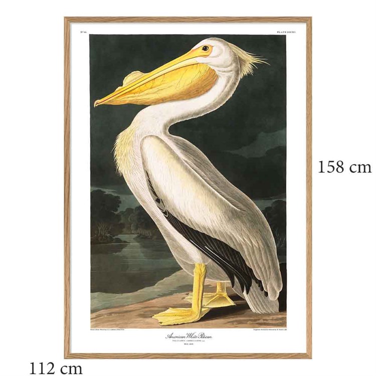 The Dybdahl Co -plakat American White Pelican Egramme 112x158
