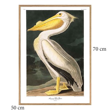 The Dybdahl Co -plakat American White Pelican Egramme 50x70
