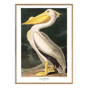 The Dybdahl Co -plakat American White Pelican Egramme