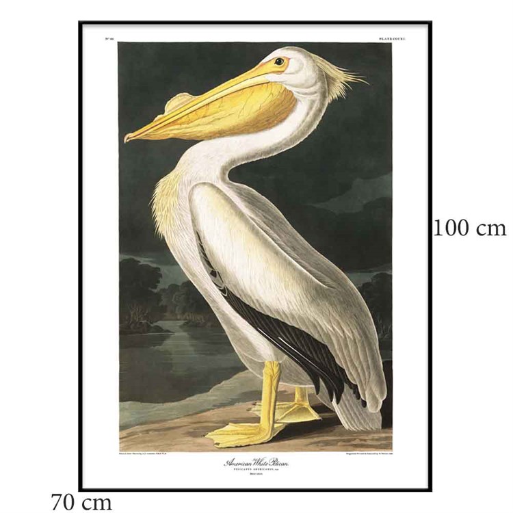 The Dybdahl Co Poster American White Pelican Black ramme 70x100
