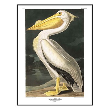 The Dybdahl Co Poster American White Pelican Black ramme