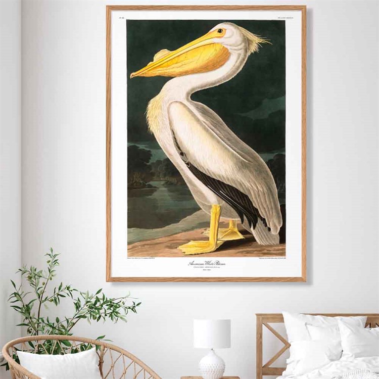 The Dybdahl Co Poster American White Pelican i stua