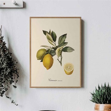 The Dybdahl Co Plakat Grenadier botanikk Citronier kjøkkenet