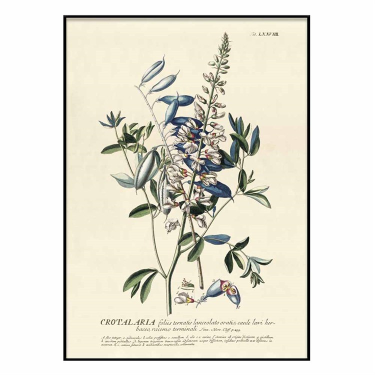 The Dybdahl Co plakat blå Crotalaria svart ramme
