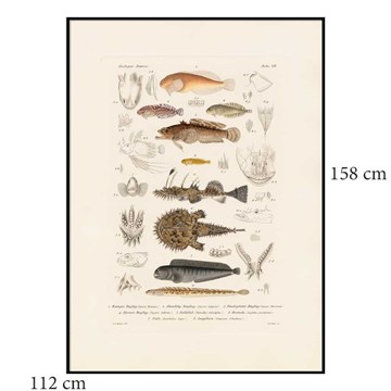 The Dybdahl Co Poster Fiske VII svart ramme 112x158