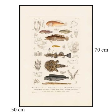 The Dybdahl Co Poster Fiske VII svart ramme 50x70