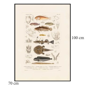 The Dybdahl Co Poster Fiske VII svart ramme 70x100
