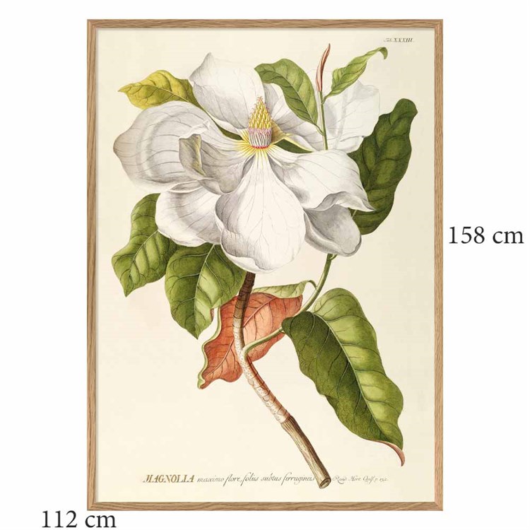 The Dybdahl Co Poster Magnolia eikeramme 112x158