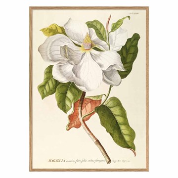 The Dybdahl Co Poster Magnolia eikeramme