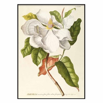 The Dybdahl Co Poster Magnolia svart ramme