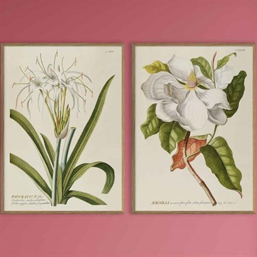 The Dybdahl Co -plakaten Blå Crotalaria botaniske planteplakater