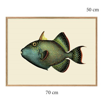 The Dybdahl Co Poster Trigger Fish egram 70x50