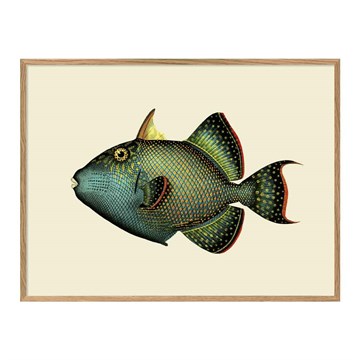 The Dybdahl Co Poster Trigger Fish egrammet