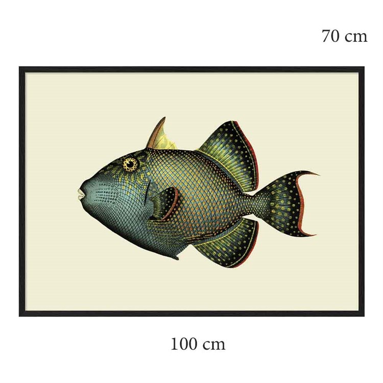 The Dybdahl Co Poster Trigger Fish svart ramme 100x70