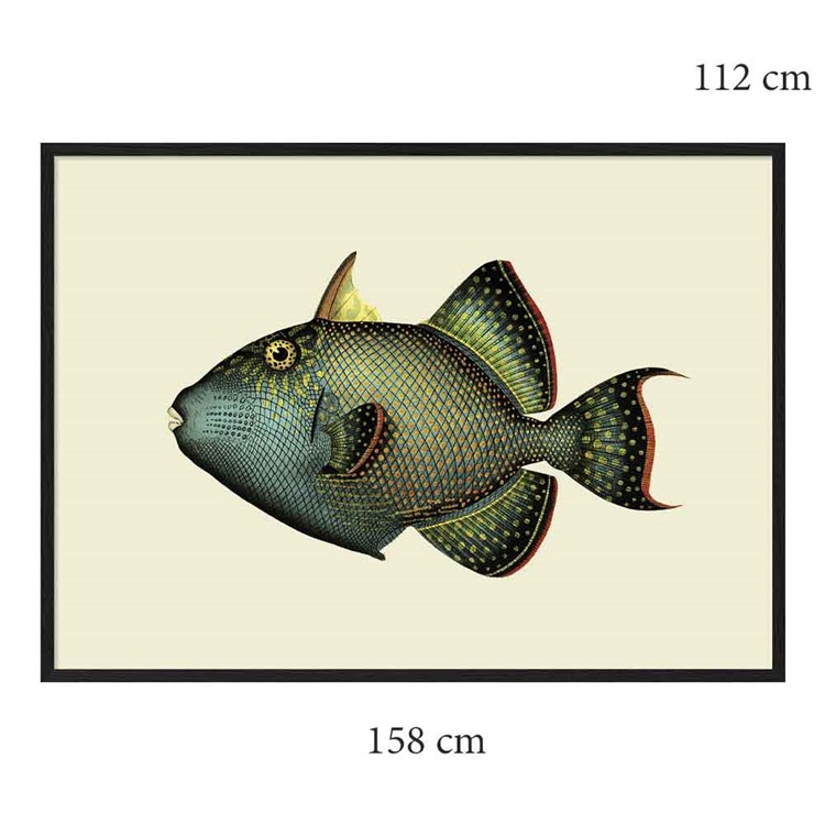 The Dybdahl Co Poster Trigger Fish svart ramme 158x112