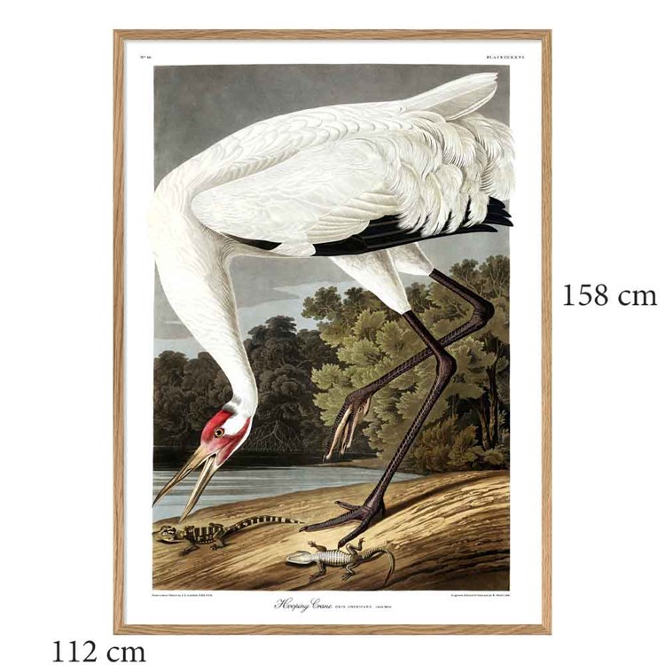 The Dybdahl Co -plakat Whooping Crane egram 112x158
