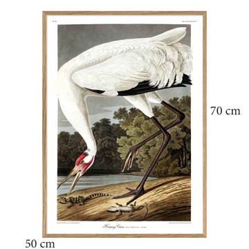 The Dybdahl Co -plakat Whooping Crane egram 50x70