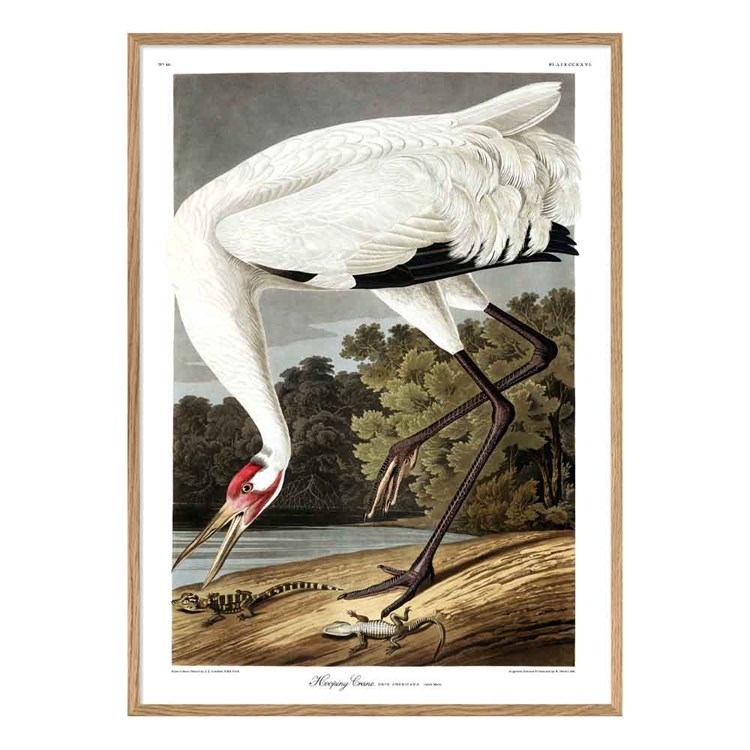 The Dybdahl Co plakat Whooping Crane-egrammet
