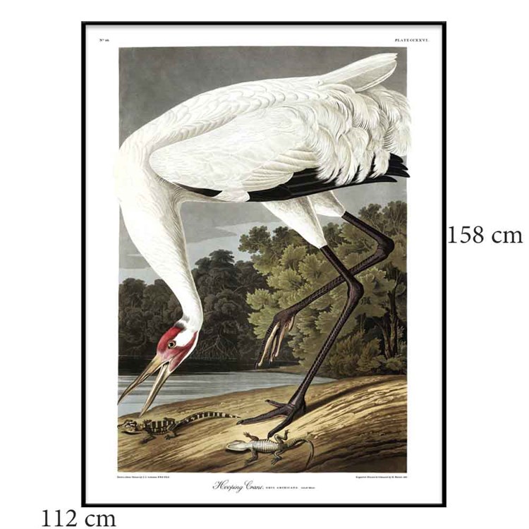 The Dybdahl Co Poster Whooping Crane svart ramme 112x158
