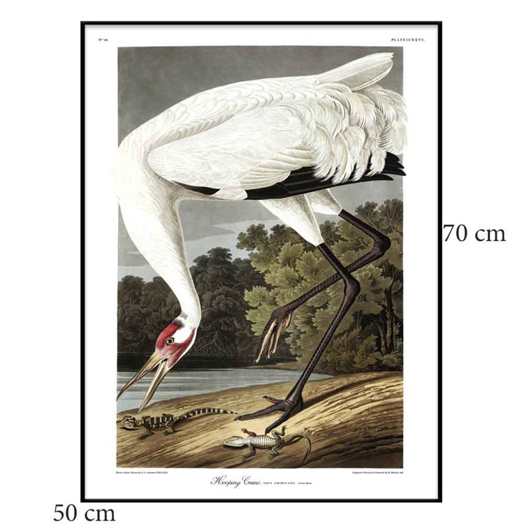 The Dybdahl Co Poster Whooping Crane svart ramme 50x70