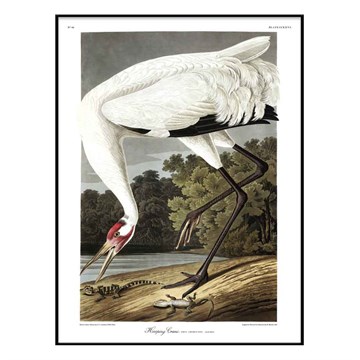 The Dybdahl Co plakat Whooping Crane-egrammet