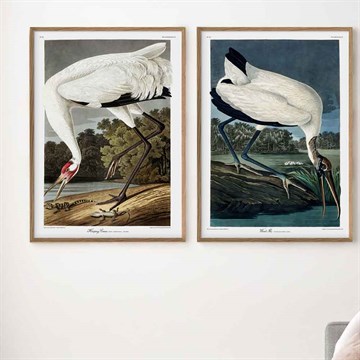 The Dybdahl Co Poster Wood Ibis i stuen