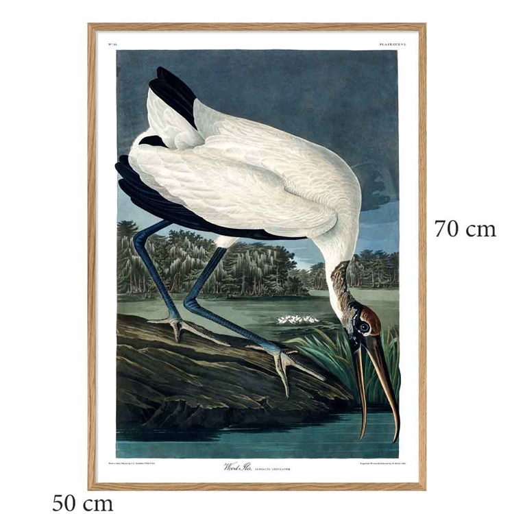 The Dybdahl Co Poster Wood Ibis egramme 50x70
