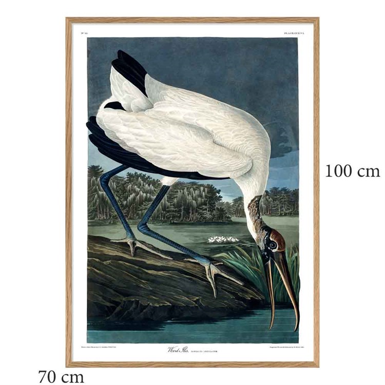 The Dybdahl Co Poster Wood Ibis egramme 70x100